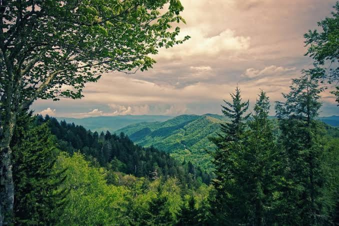 Mystic Forest View Kasauli I Serviced Villa I Best Seller I Vacations I Family Events I Open Air Lawn I Sky Bonfire I Kasauli By Exotic Stays Extérieur photo
