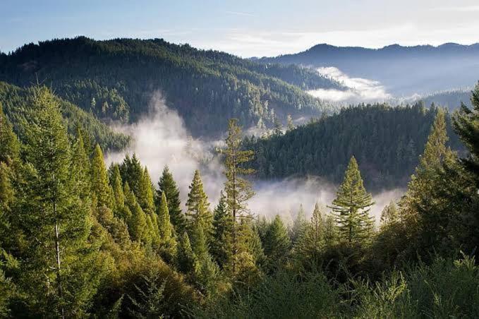 Mystic Forest View Kasauli I Serviced Villa I Best Seller I Vacations I Family Events I Open Air Lawn I Sky Bonfire I Kasauli By Exotic Stays Extérieur photo