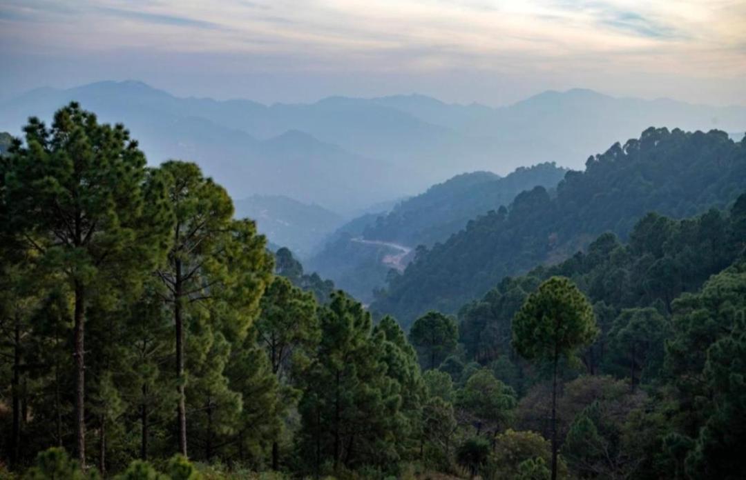 Mystic Forest View Kasauli I Serviced Villa I Best Seller I Vacations I Family Events I Open Air Lawn I Sky Bonfire I Kasauli By Exotic Stays Extérieur photo